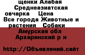 щенки Алабая (Среднеазиатская овчарка) › Цена ­ 15 000 - Все города Животные и растения » Собаки   . Амурская обл.,Архаринский р-н